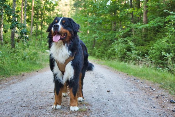 Dog of the Bernese Mountain Dog breed standing on a dirt road