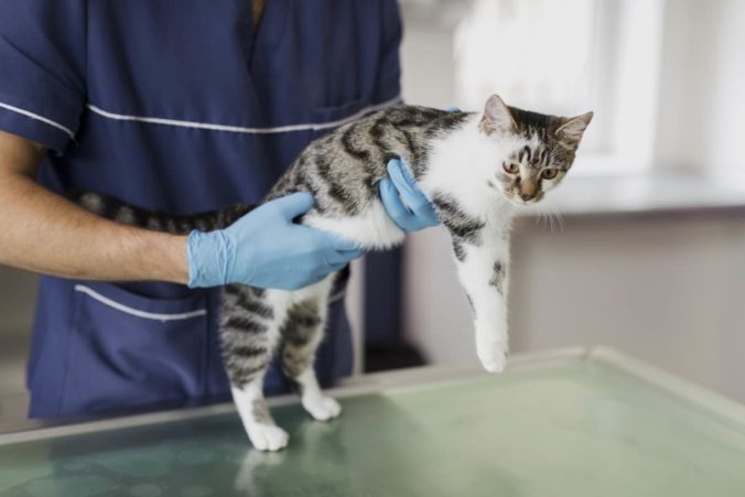 Gato siendo sostenido por un veterinario