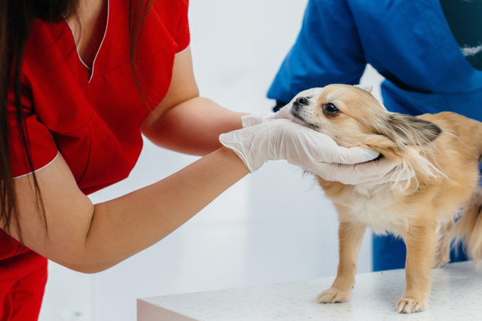 Dos veterinaris examinant els ulls d'un gos.
