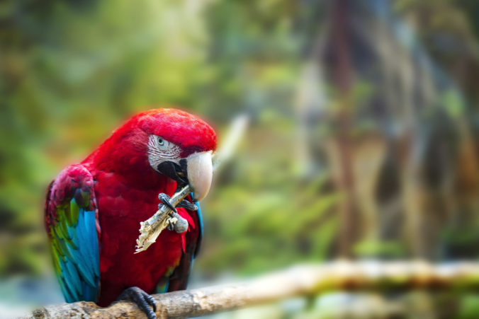 Big red parrot Red-and-green Macaw, Ara chloroptera, sitting on the branch