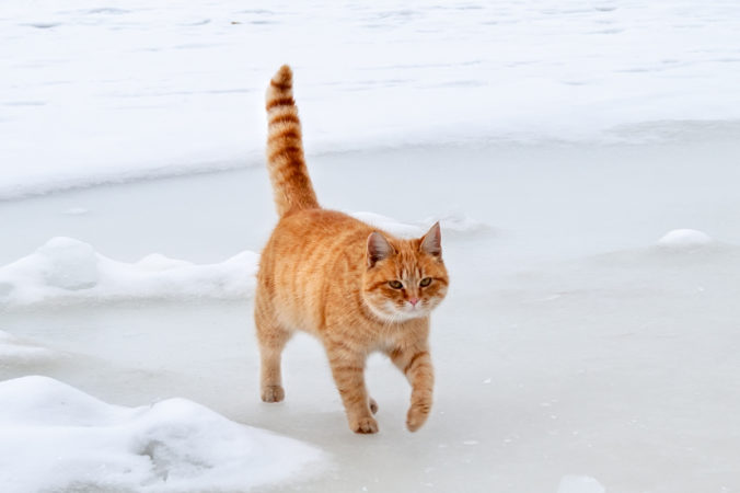 Gato anaranjado caminando con la cola erguida