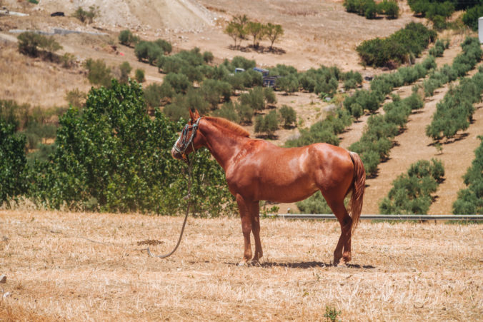 Elegant andalusiam horse in the countryside of Andalusia
