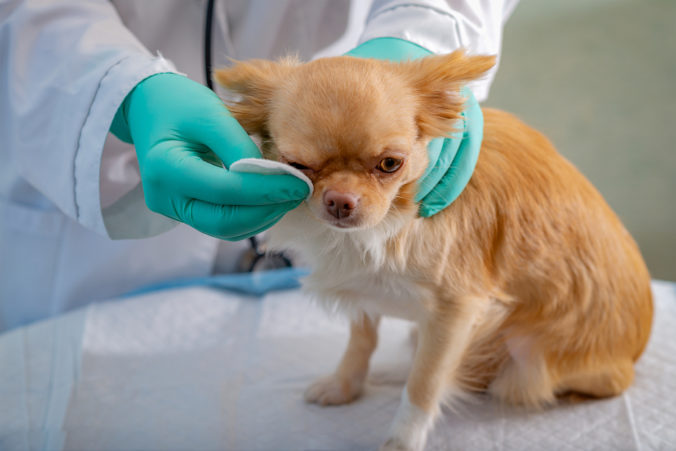 Veterinari guarint l'ull d'un gos de raça petita amb un cotó.