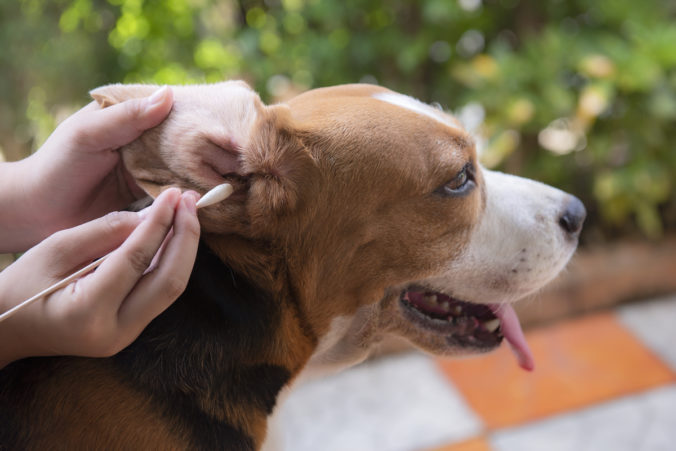 Persona netejant l'orella d'un gos amb un bastonet de cotó.