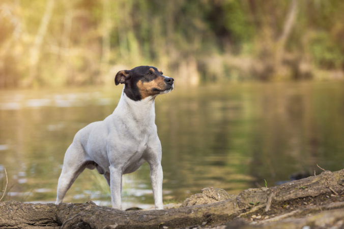 Perro de pura raza Ratonero Bodeguero Andaluz posando junto a un río.