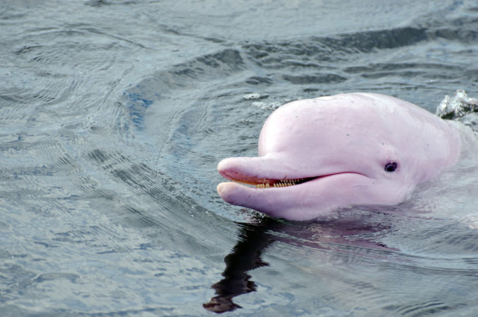 Cabeza de delfín rosado asomando a través del agua