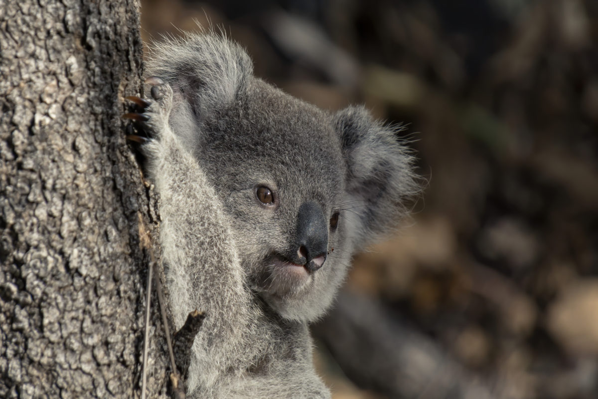 Un koala de color gris sujeto a un árbol.