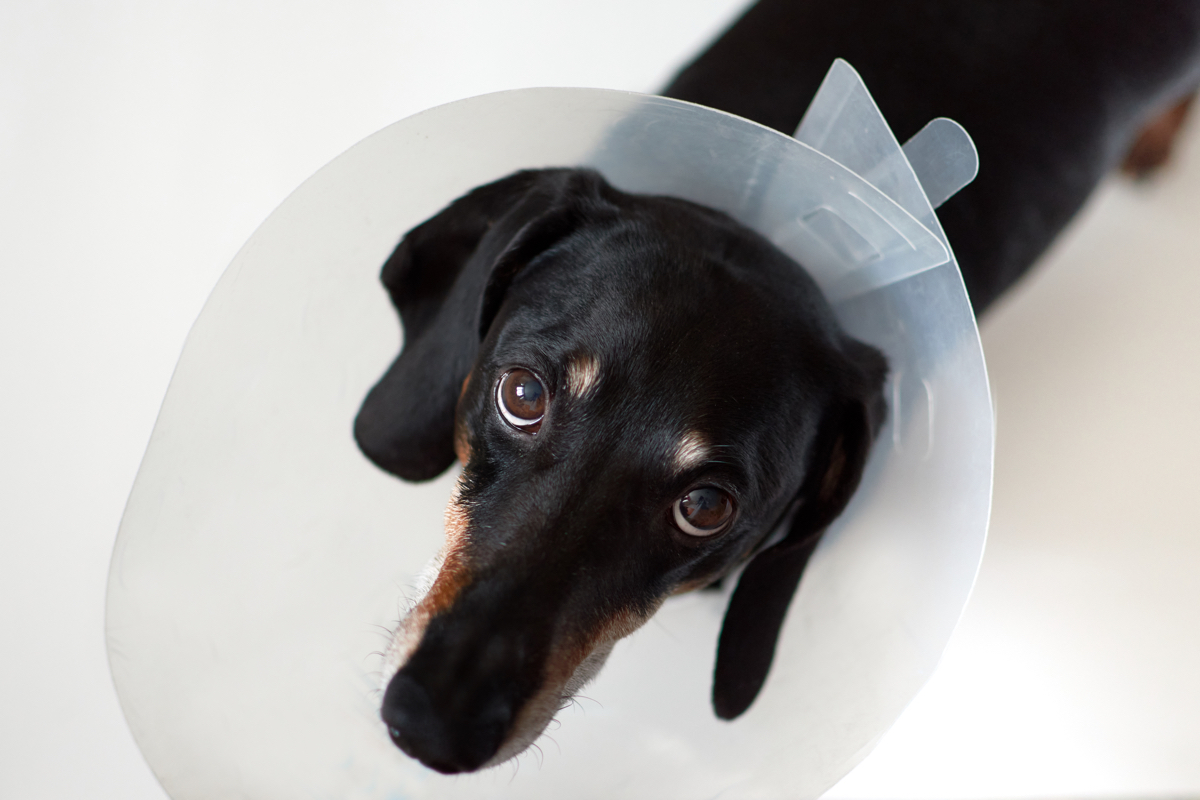 Possible complications after neutering your dog