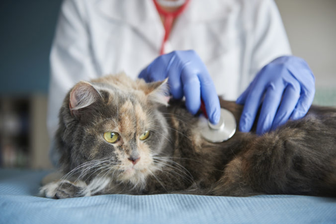 Veterinario examinando a un gato