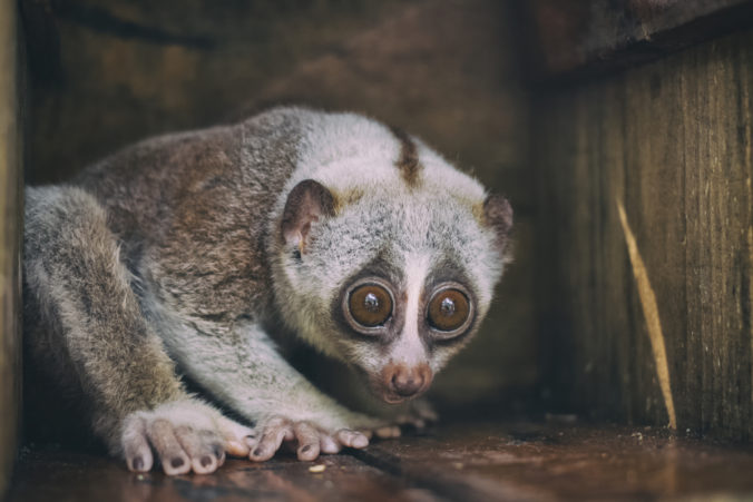The slow loris: a primate with bulging eyes