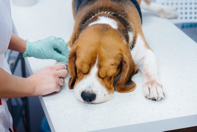 Perro siendo examinado en un hospital veterinario