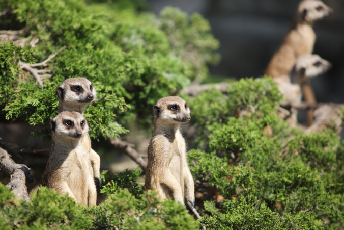 Un grupo de suricatas en un arbusto