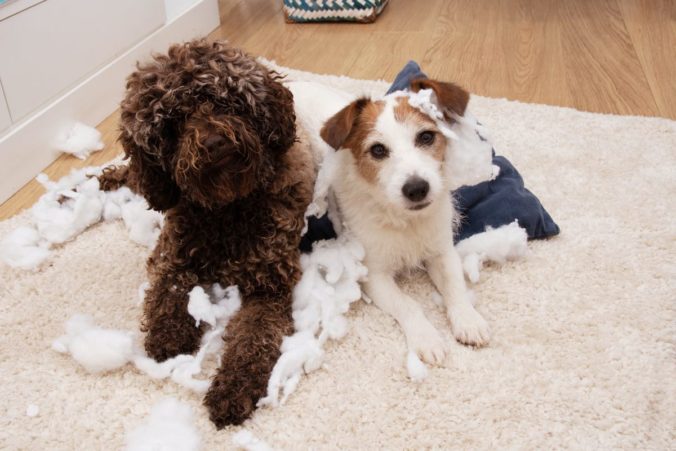 Dos perros han destrozado un cojín al quedarse solos en casa