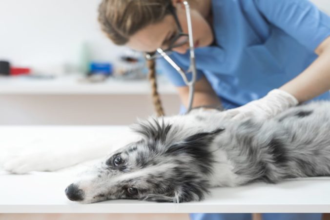 Veterinaria examinando el costado de un perro tumbado sobre una mesa