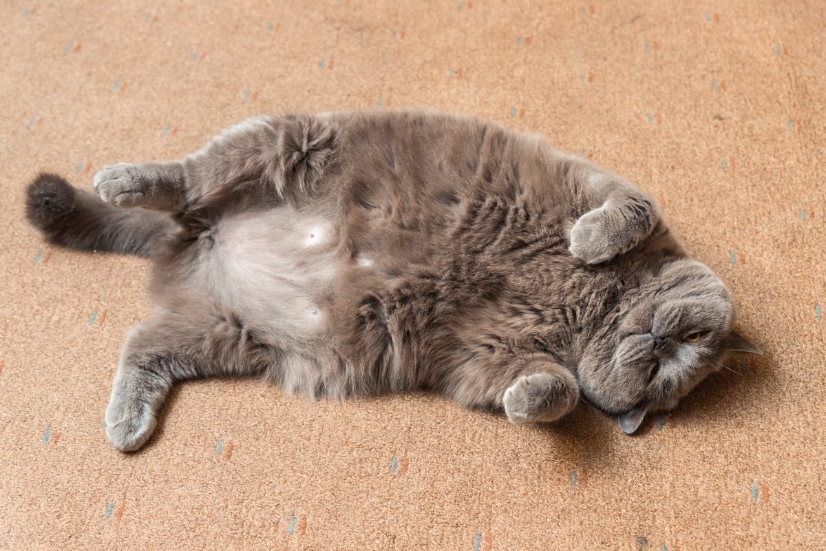 Gato con sobrepeso tumbado en la moqueta bocaarriba