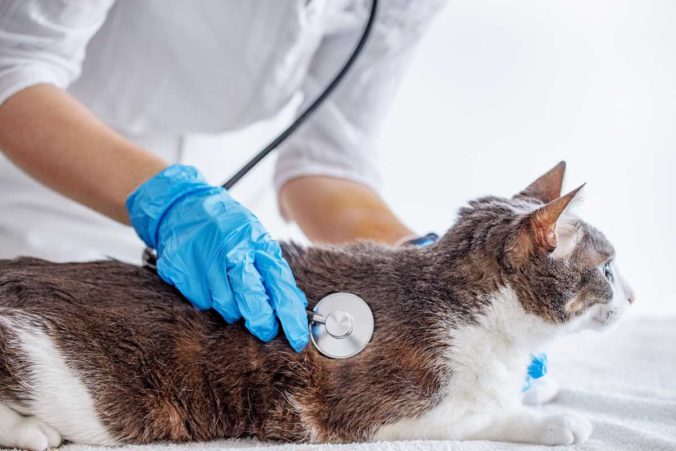 Gato siendo examinado por un veterinario