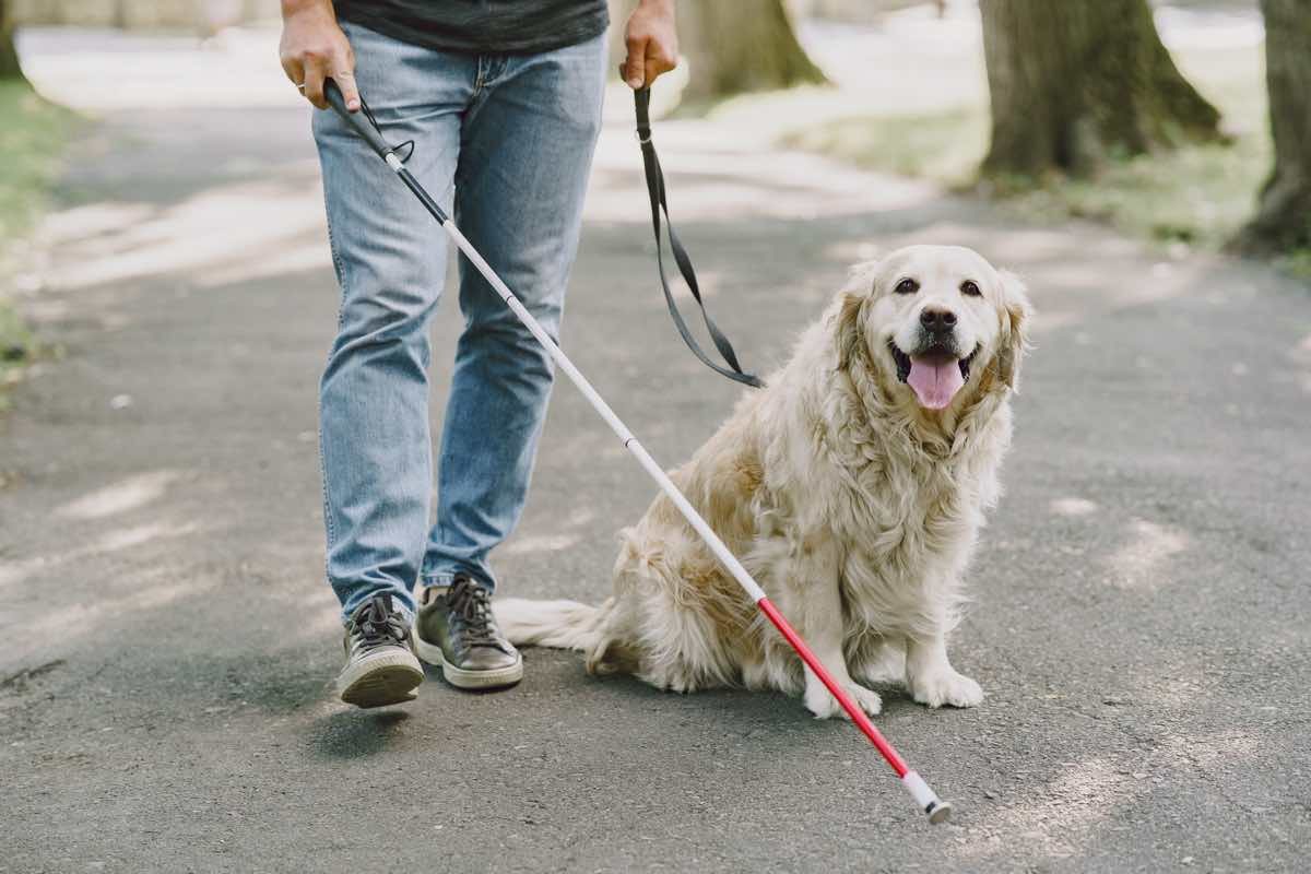 Assistance dog with a blind man