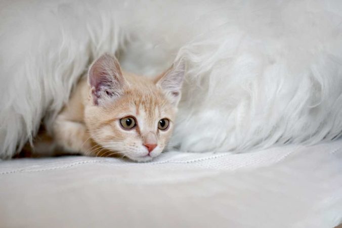 Gato asustado escondido debajo de una manta