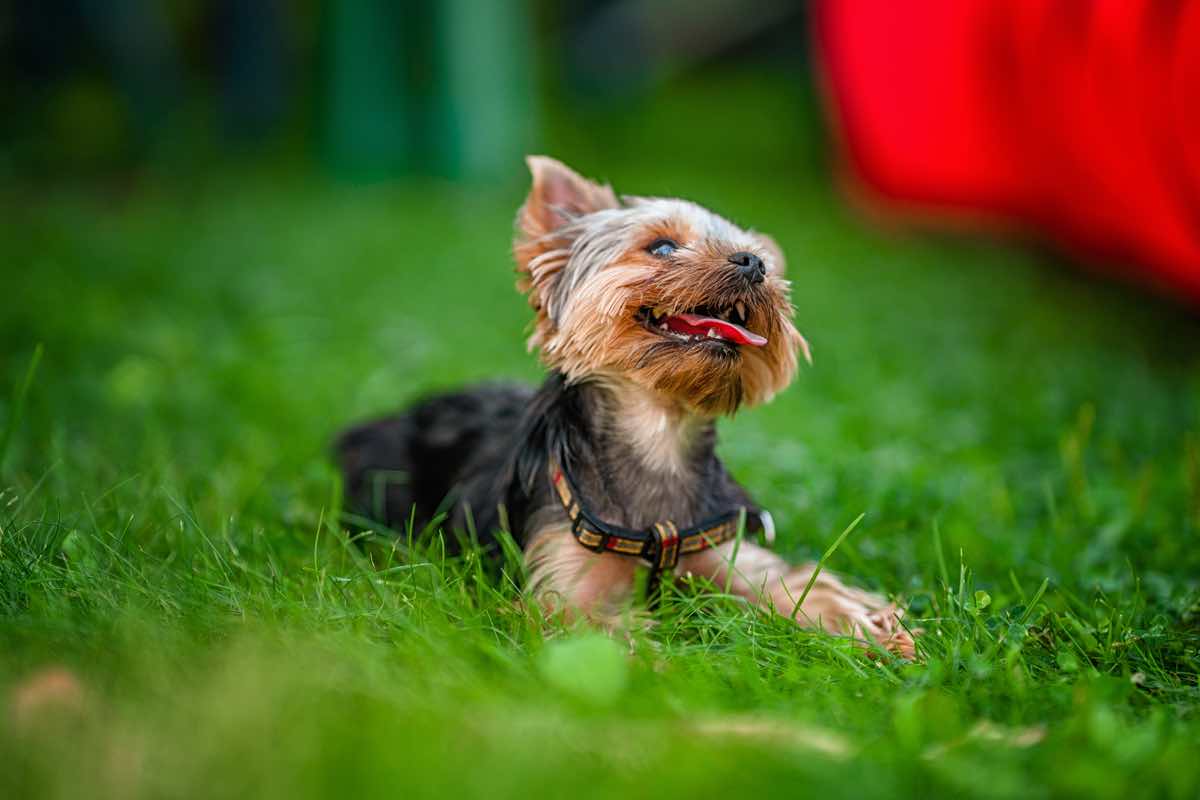 es el Yorkshire Terrier: descubre personalidad y características