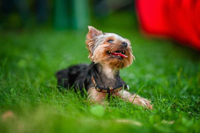 Yorkshire Terrier tumbado en la hierba