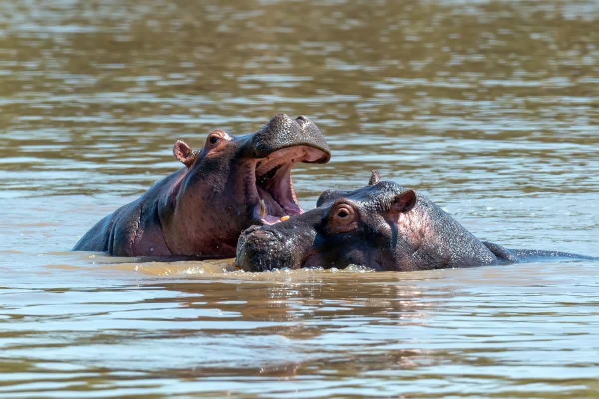 Hipopótamo atacando a otro en un río.