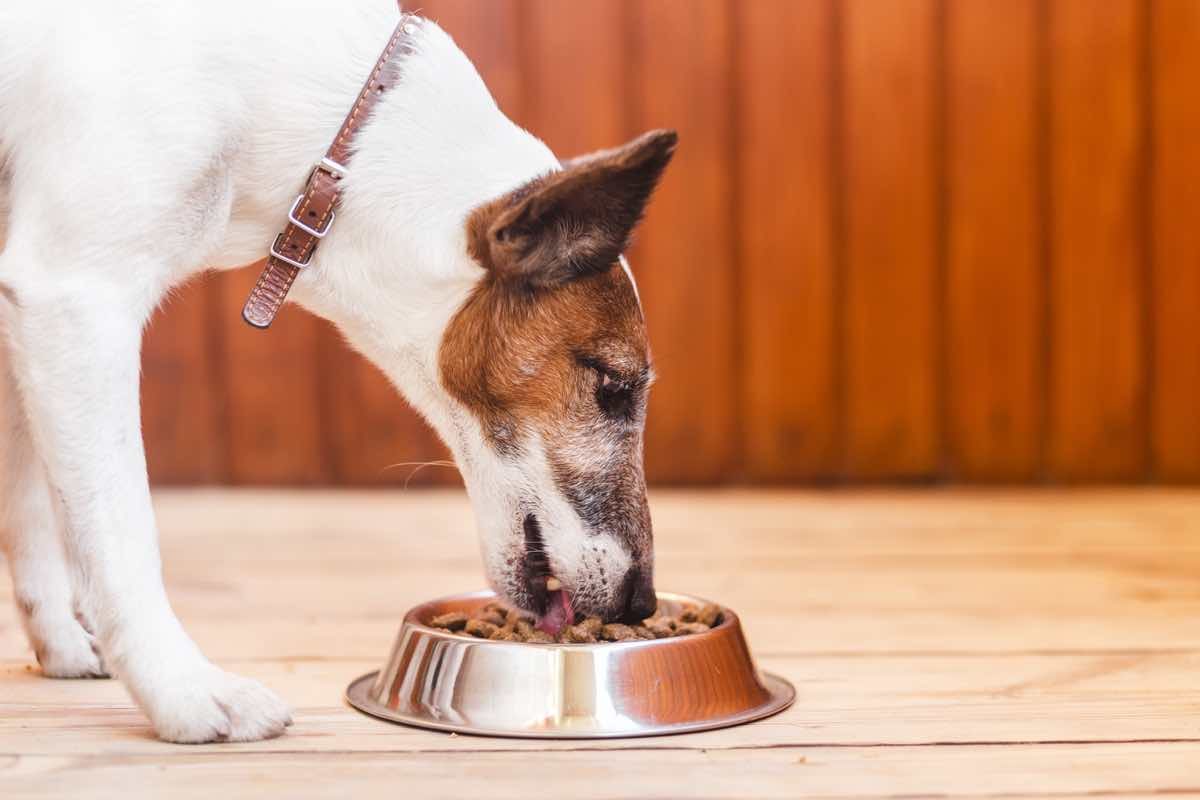 Dog eating feed at his feeder