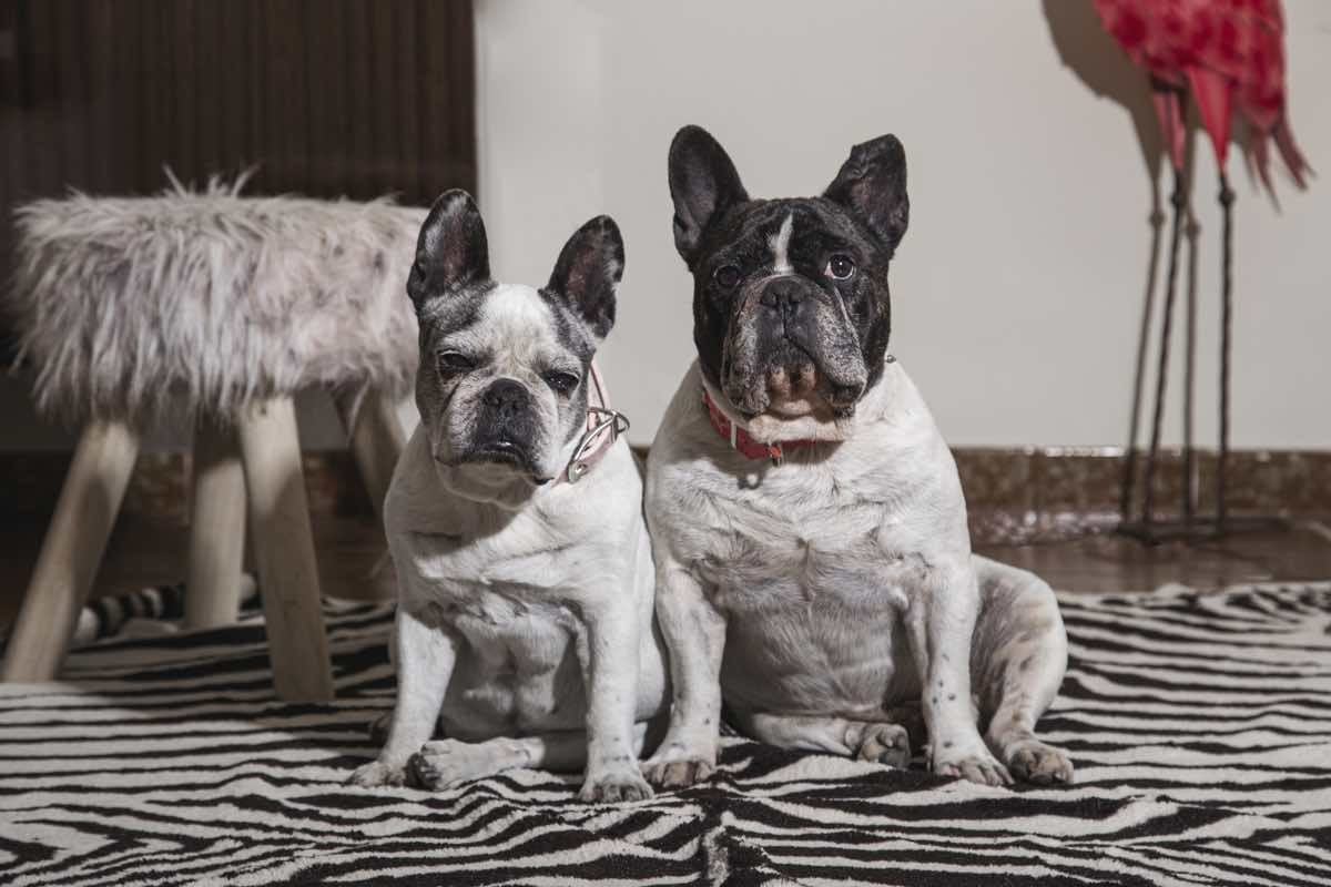 A sweet couple of french bulldog dogs sitting in a room looking at the camera
