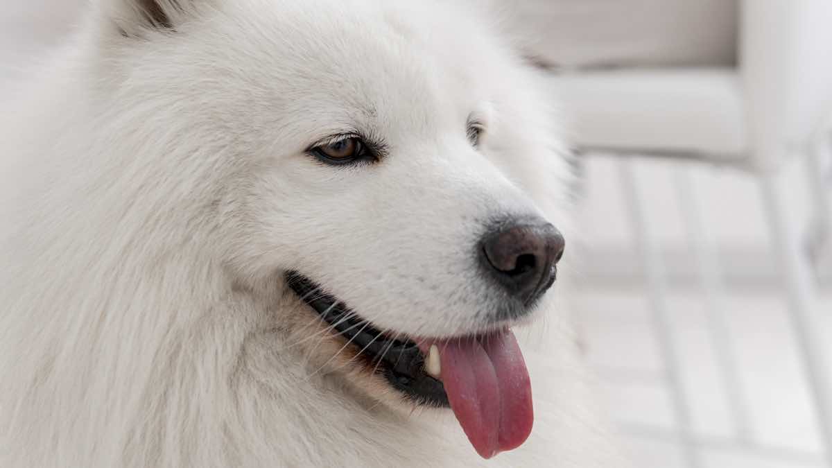 Samoyed breed dog of white color