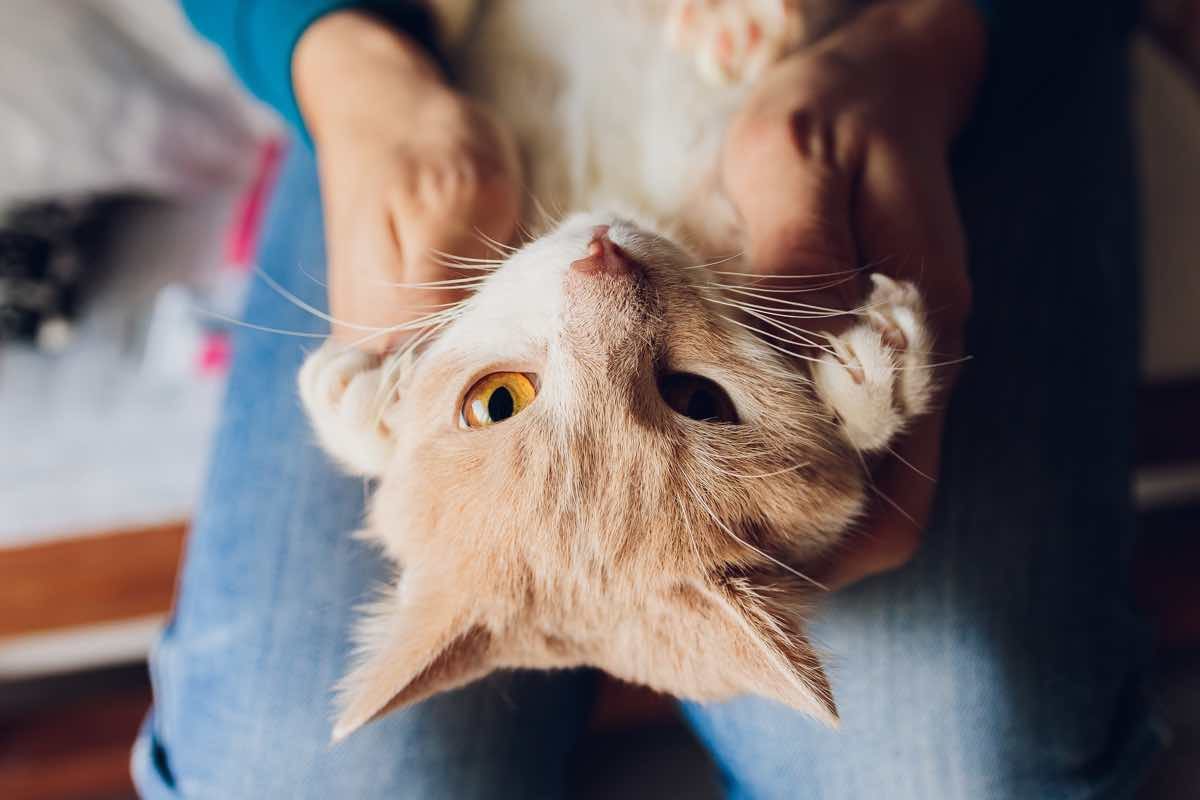 Gato de color claro tumbado boca arriba mostrando sus uñas