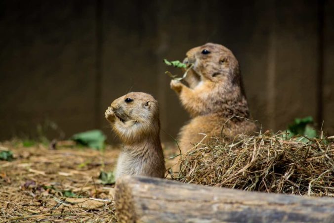 Two cute gophers eating dry grass in a cage during daytime
