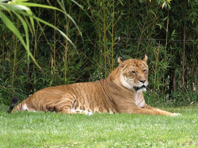 What is a tigon? Characteristics and peculiarities