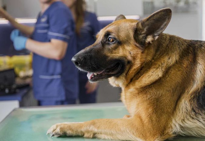 Perro pastor alemán sobre la camilla de un veterinario