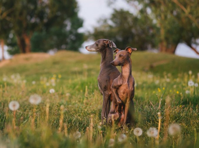 Two Italian Greyhounds in a meadow