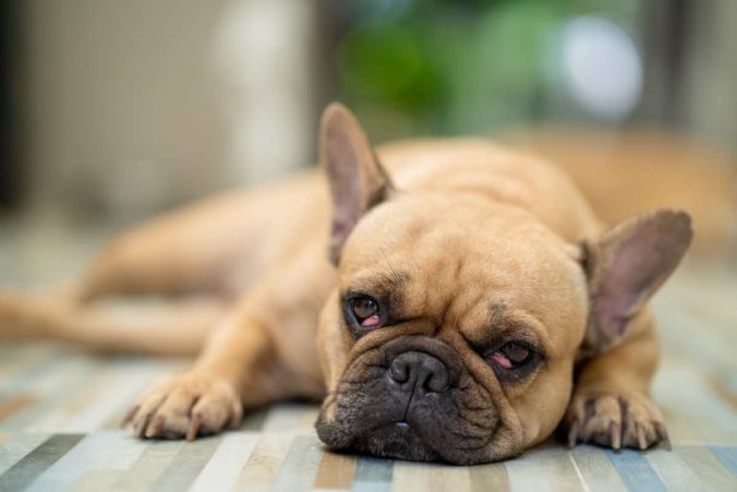 Bulldog francès estirat amb els ulls de cirera