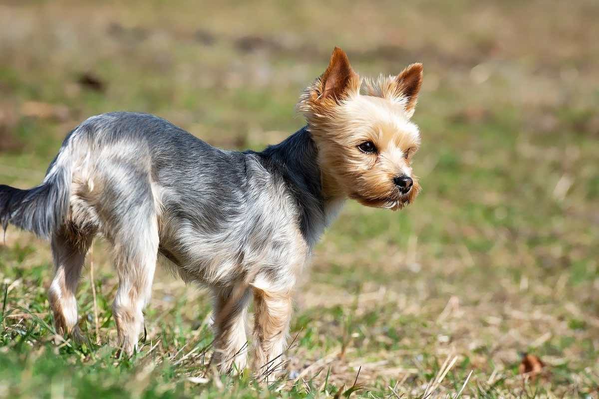 Chorkie breed dog in the field.