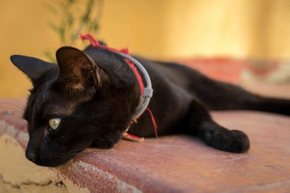 Gato adulto de color negro tumbado