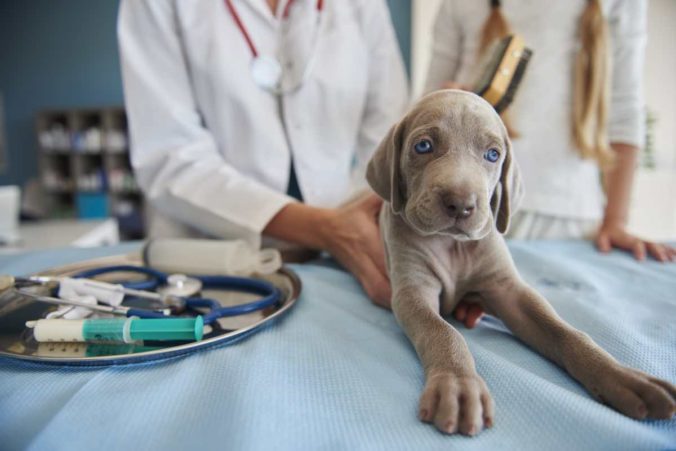 Perro cachorro siendo examinado por profesionales veterinarios