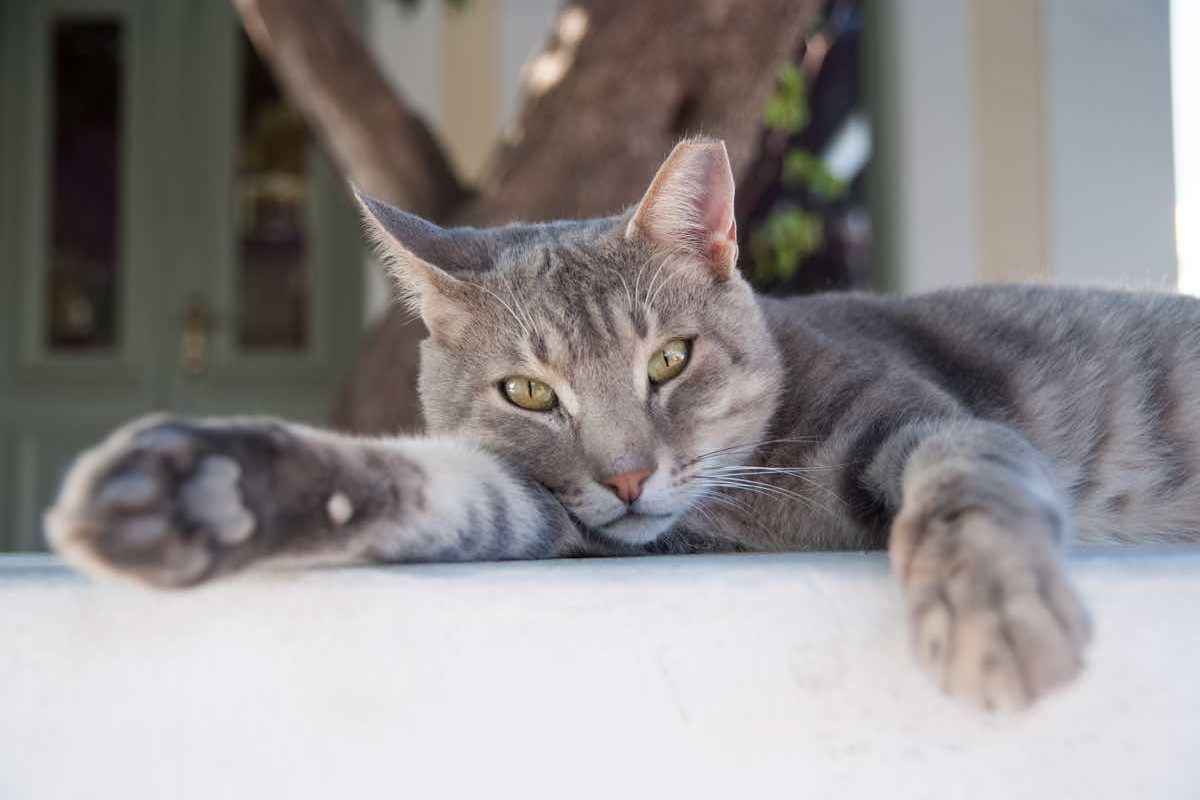 Gato tumbado mostrando las almohadillas de sus patas