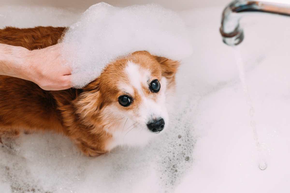 Is it okay to bathe pregnant dogs?