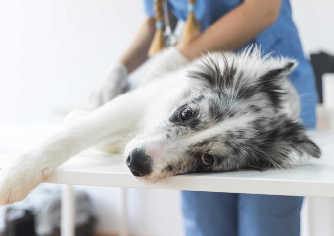 Dog being scanned at the vet's table