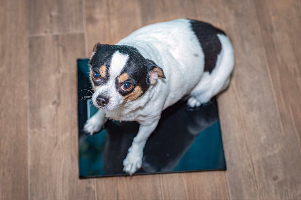 Perro con sobrepeso subido en una báscula
