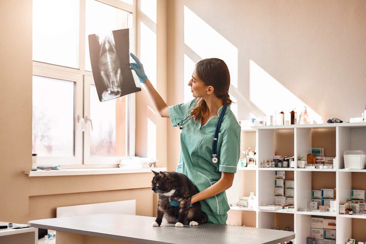 Female veterinarian in work uniform is looking at a cat's X-ray and holding a patient with one hand during the examination at the veterinary clinic. Pet care concept. Medicine concept. Animal hospital