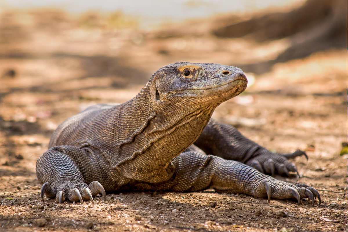 5 curiosities about the Komodo dragon