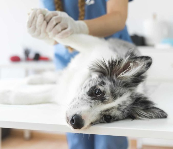 Dog being examined by veterinarian.