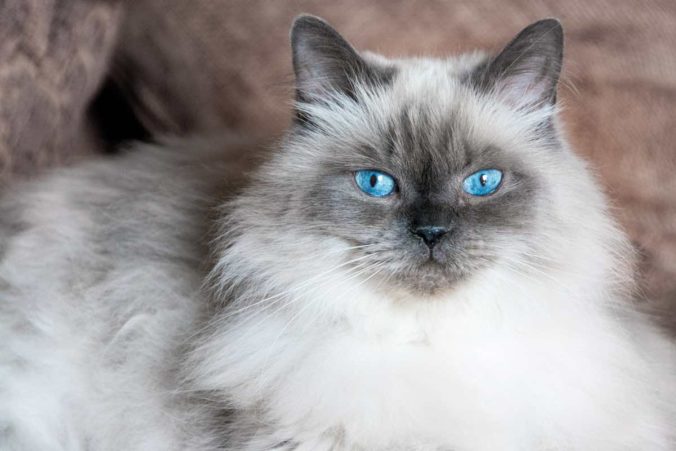 Gato angora de ojos azules