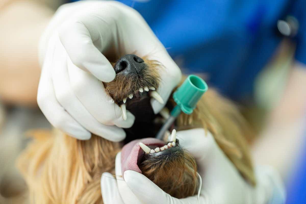 Veterinario colocando una via en la boca a un perro