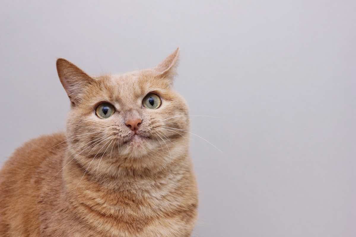 A red-haired smiling cat on a gray background. Funny face of a cat. surprised cat.