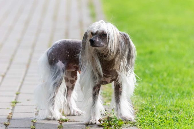 Portrait of amazing Chinese Crested Dog in summer