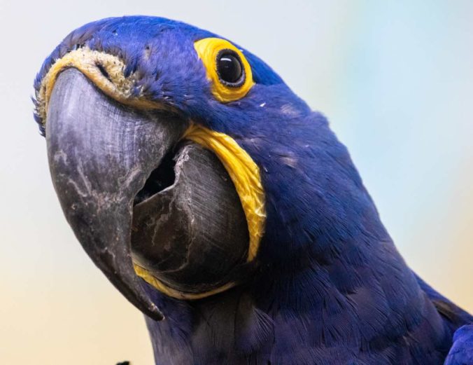 A closeup shot of a blue and yellow parrot