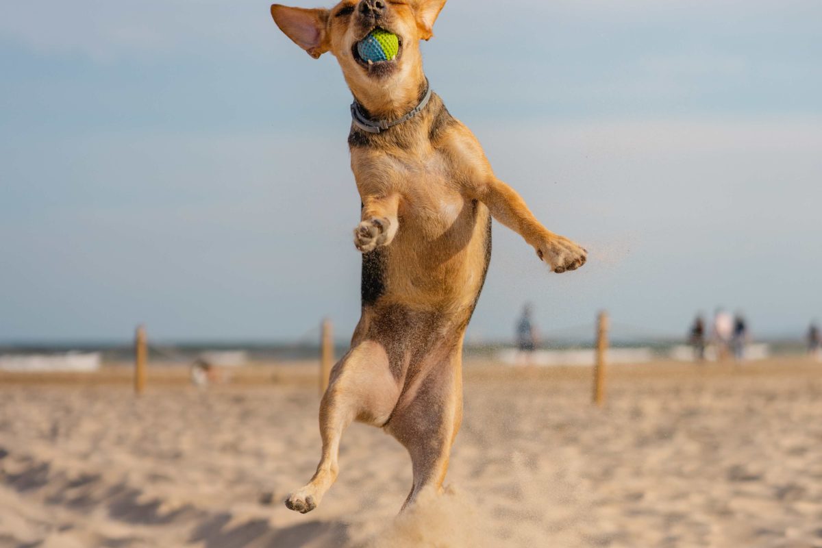 A vertical closeup shot of a companion dog catching a ball while running on the sand